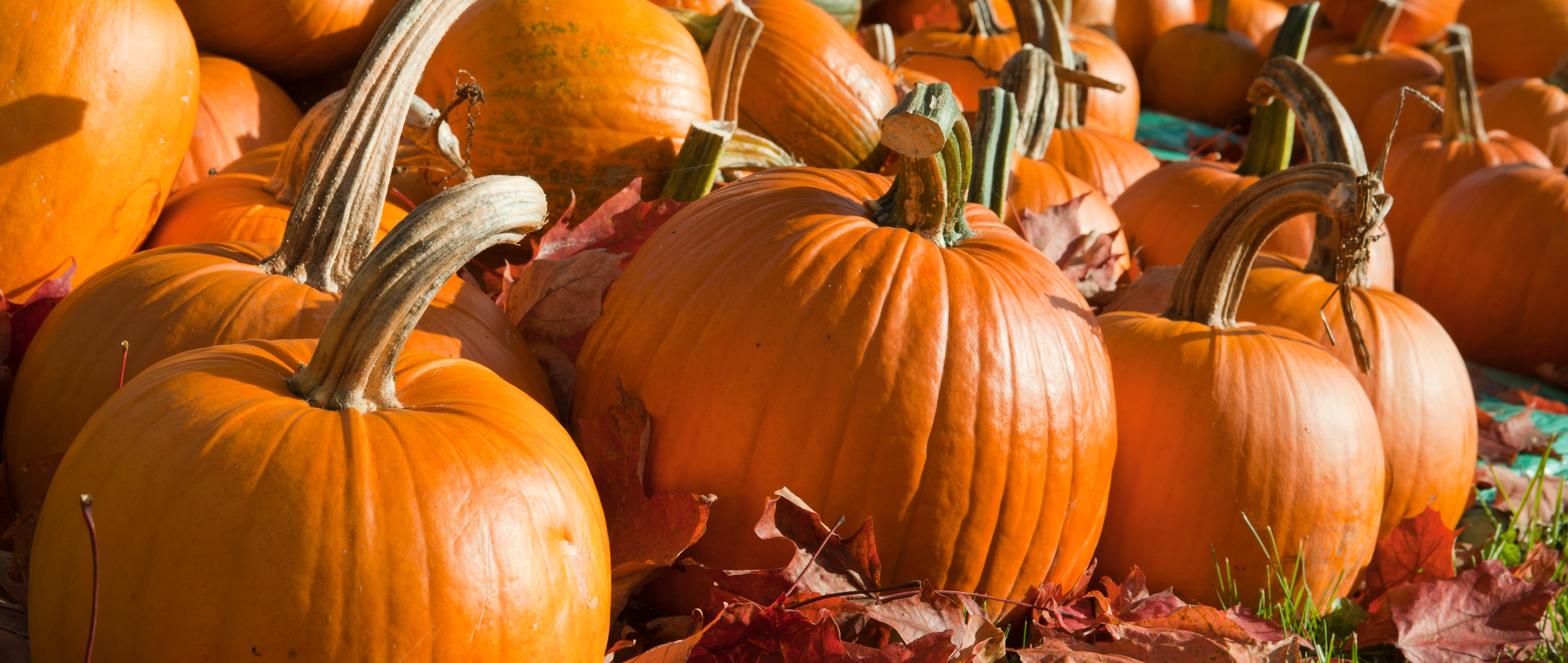 different-types-of-pumpkins